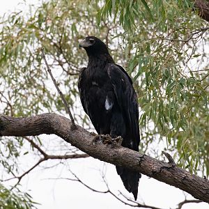 Wedgetail Eagle