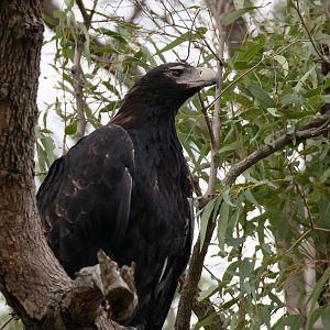 Wedgetail Eagle