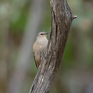 Brown Treecreeper