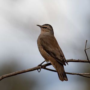 Brown Treecreeper