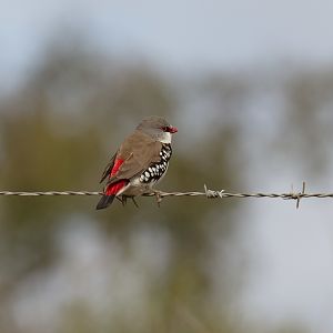 Diamond Firetail