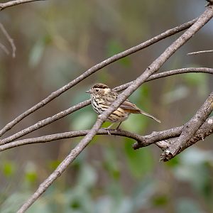 Speckled Warbler