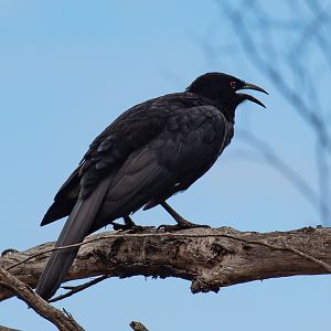 White-winged Chough