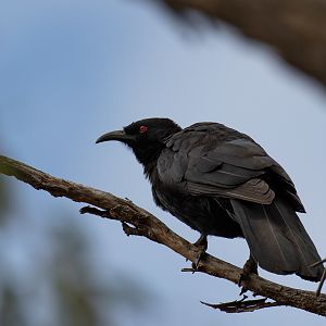 White-winged Chough