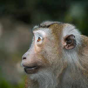 ID please - I don't know if those are Northern or Southern Pig-Tailed Macaques