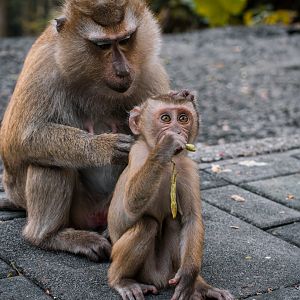 ID please - I don't know if those are Northern or Southern Pig-Tailed Macaques