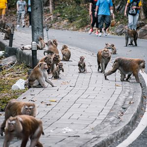 ID please - I don't know if those are Northern or Southern Pig-Tailed Macaques