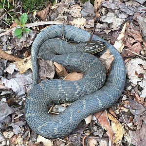 Northern Watersnake (Nerodia sipedon)