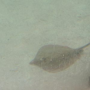 unknown ray
