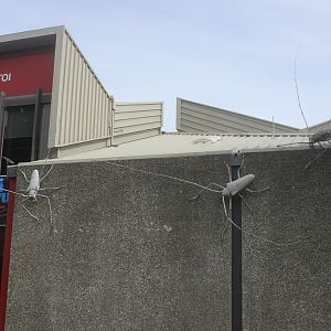 Exterior giant models of longhorn beetles