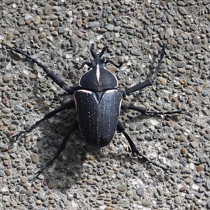 Exterior giant model of Goliath Beetle