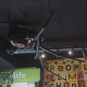 Giant model of female Latrodectus katipo