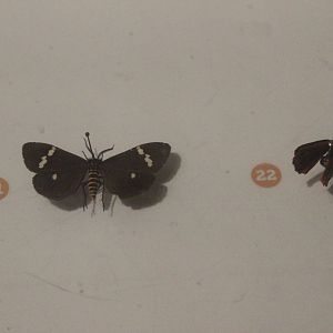 Specimens of (Left) Nyctemera amicus, and (Right) Tyria jacobaeae