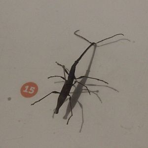 Specimen of Lasiorhynchus barbicornis