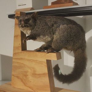 Taxidermy Common Brushtail Possum