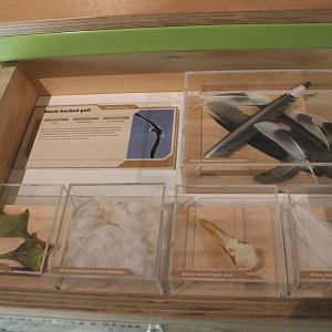 Drawer with body parts of Kelp Gull