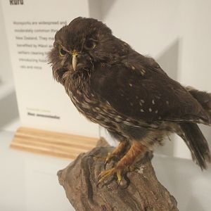 Taxidermy Morepork