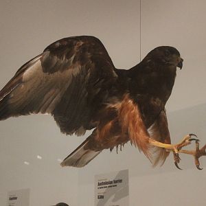 Taxidermy Swamp Harrier juvenile