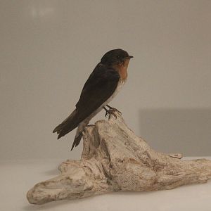 Taxidermy Welcome Swallow