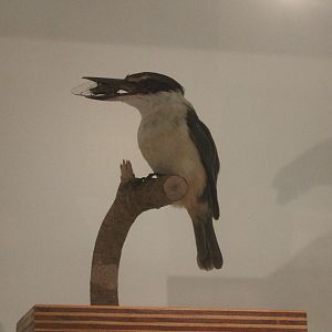 Taxidermy Sacred Kingfisher with Cicada