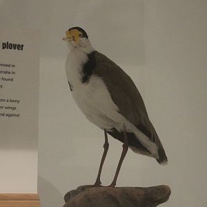 Taxidermy Masked Lapwing (Vanellus miles novaehollandiae)