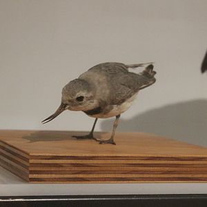 Taxidermy Wrybill