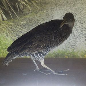 Taxidermy Buff-banded Rail
