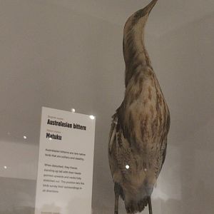 Taxidermy Australasian Bittern
