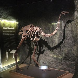 Skeleton of North Island Giant Moa