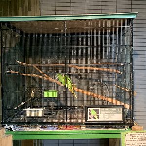 Northern Red-shouldered Macaw