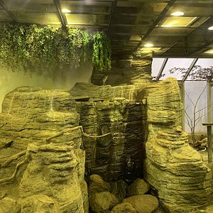 Black-crowned Night-heron