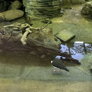 Oystercatcher and Turtle
