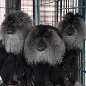 Lion-tailed macaque (Macaca silenus)