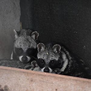 African civet (Civettictis civetta)