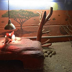 Fennec fox (Vulpes zerda)