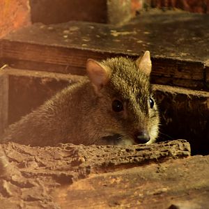 Western woylie (Bettongia penicillata ogilbyi)