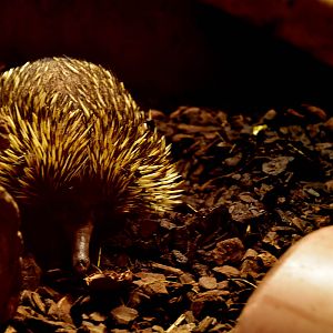 New Guinea short-beaked echidna (Tachyglossus aculeatus lawesii)