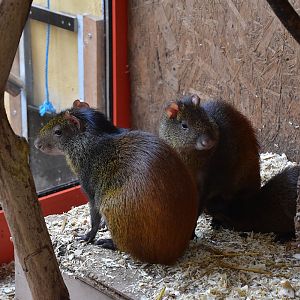 Common Red-rumped Agouti (Dasyprocta leporina)