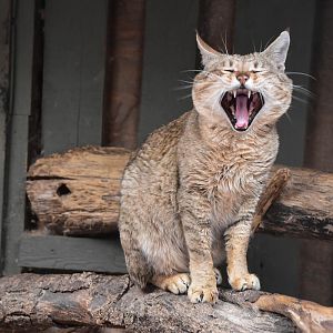 Gordon's wild cat (Felis silvestris gordoni)