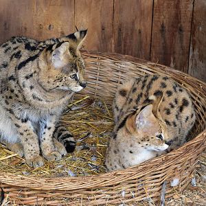 Serval (Leptailurus serval)