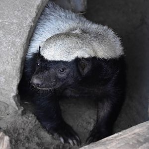 Honey badger (Mellivora capensis)