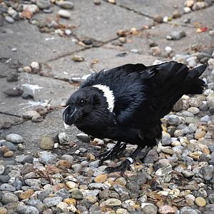 White-necked raven (Corvus albicollis)