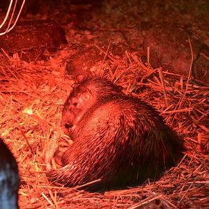 African brush-tailed porcupine (Atherurus africanus)