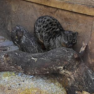 Two-spotted palm civet (Nandinia binotata)