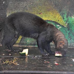 Tayra (Eira barbara)