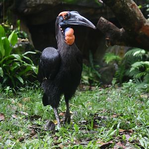 Southern Ground hornbill