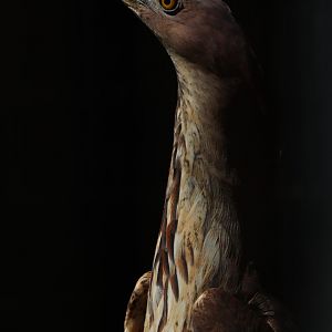 Japanese night heron (Gorsachius goisagi)