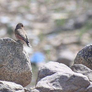 African crimson-winged finch - (Vallée de l'Oukaïmeden)