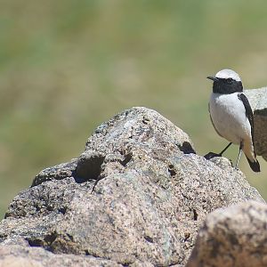 Atlas wheatear - (Vallée de l'Oukaïmeden)