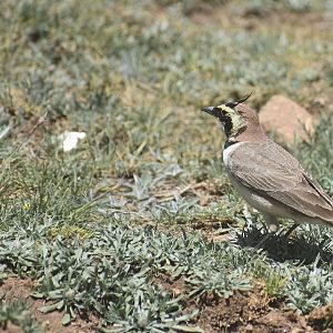 Atlas horned lark - (Vallée de l'Oukaïmeden)